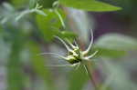 Swamp leather flower